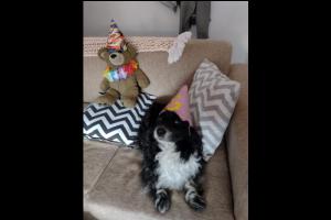 Memorias de Mascotas Sin datos  Memorias de Mascotas | Mi Hijita Adorada